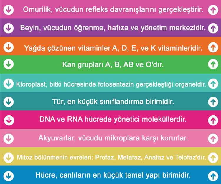 Biyoloji Merdiven Yazıları