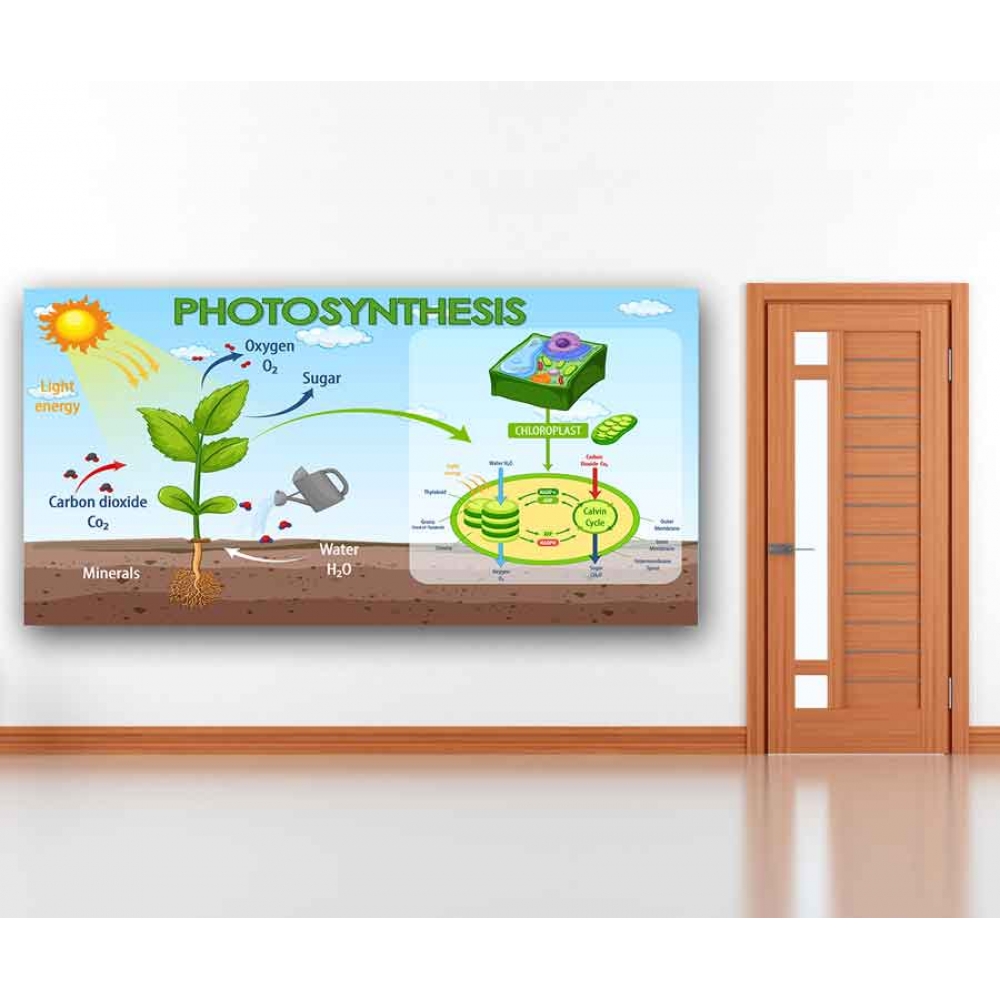 Photosynthesis Okul Posteri