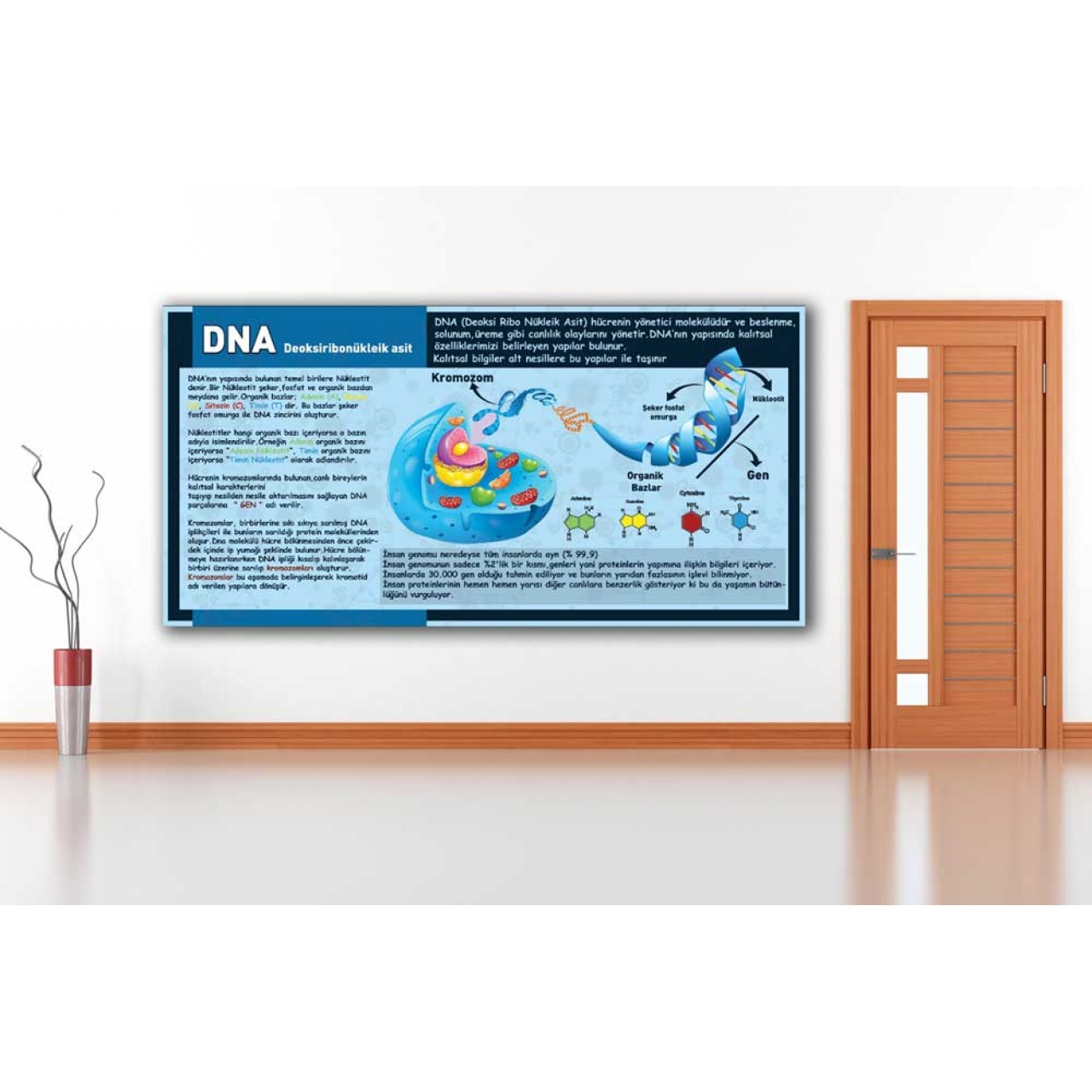 DNA Yapısı Özellikleri Okul Posteri