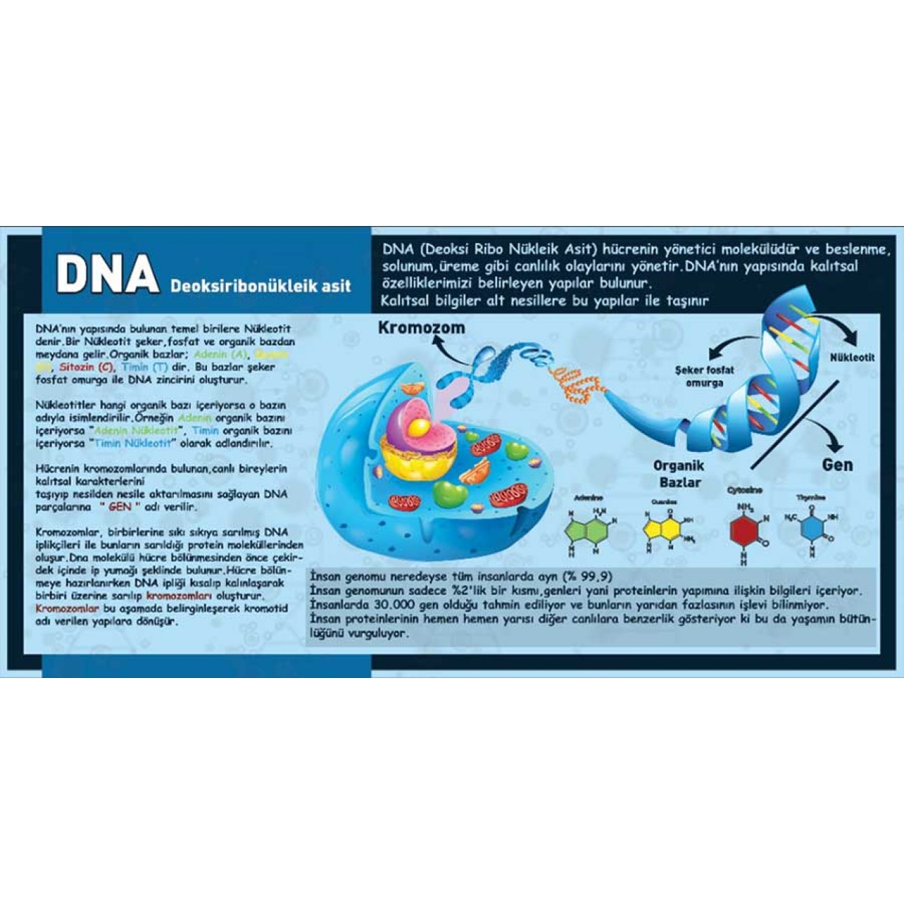 DNA Yapısı Özellikleri Okul Posteri