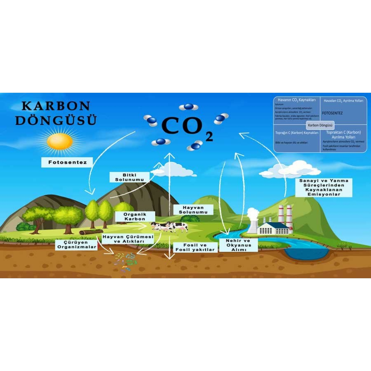 Karbon Döngüsü Okul Duvar Görseli