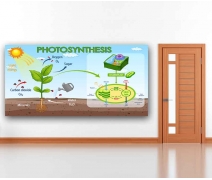 Photosynthesis Okul Posteri