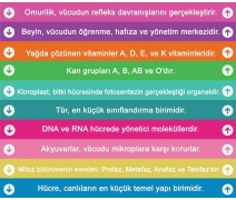 Biyoloji Merdiven Yazıları